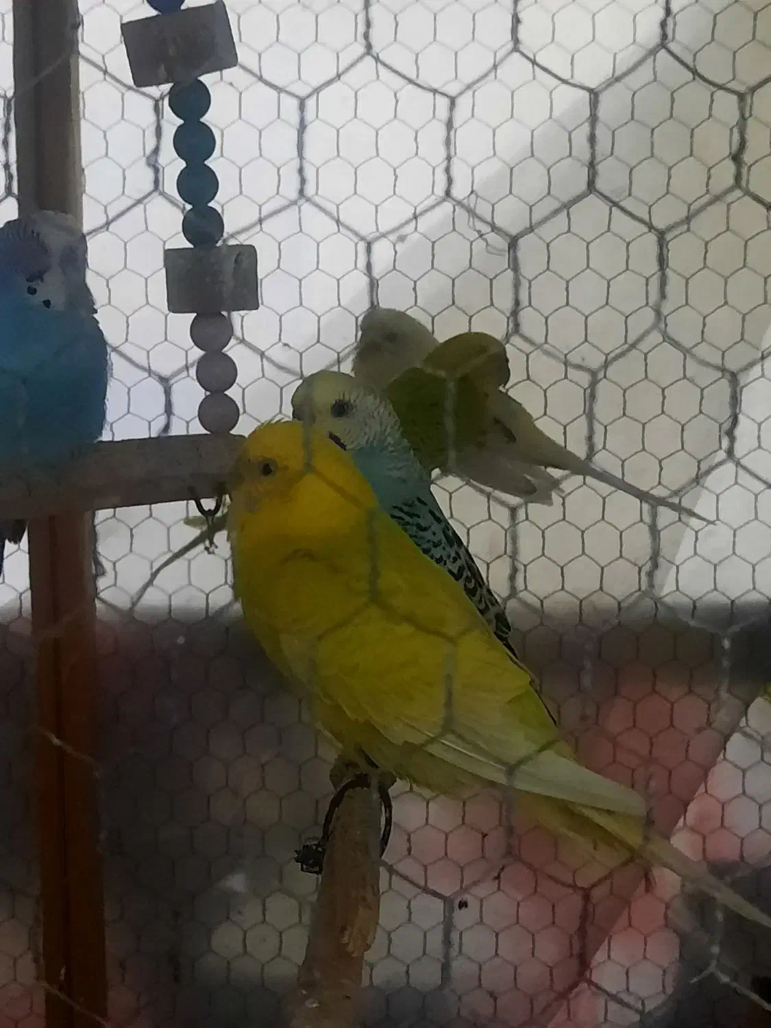 مرغ عشق های رنگابارنگ|پرنده|بابل, |دیوار