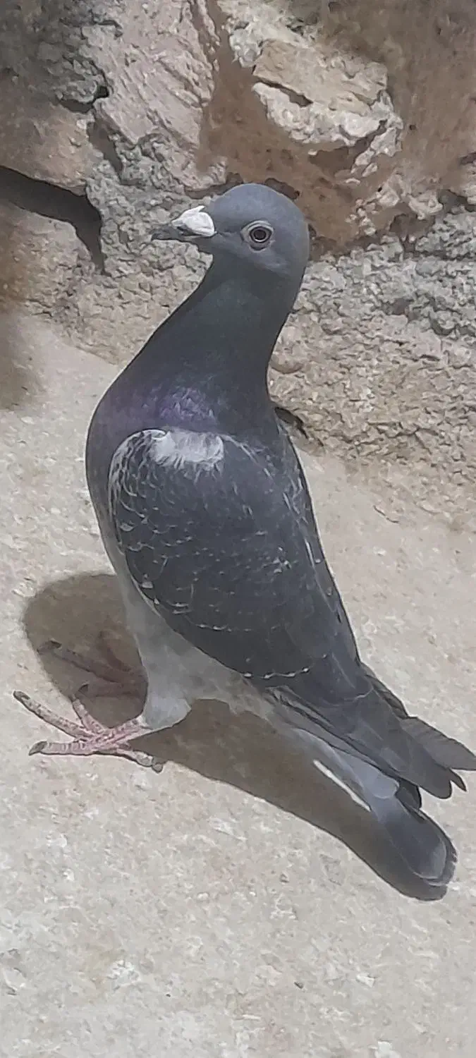 کبوتر آلمانی پلاکی و طوقی به ضمانت|پرنده|مشهد, میان ولایت|دیوار