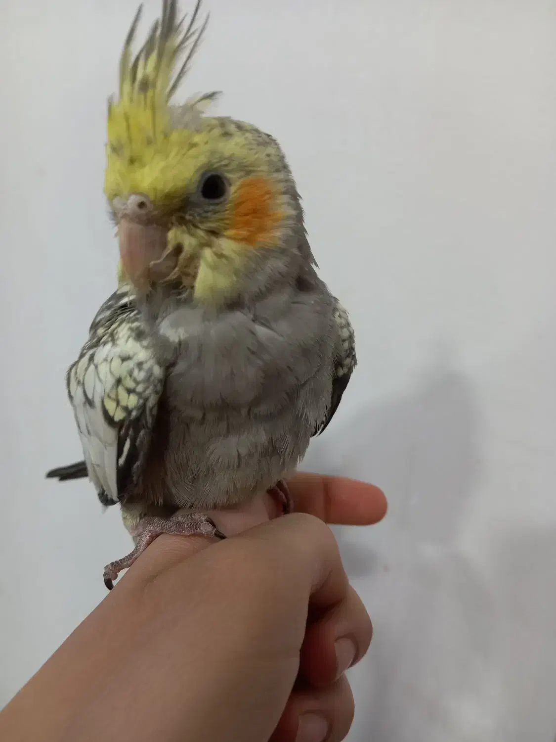 طوطی عروس هلندی|پرنده|بهبهان, |دیوار