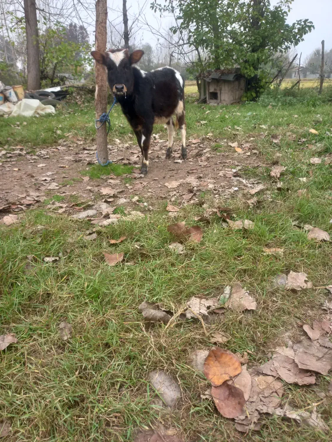 گاو لیشه|حیوانات مزرعه|آستانه اشرفیه, |دیوار