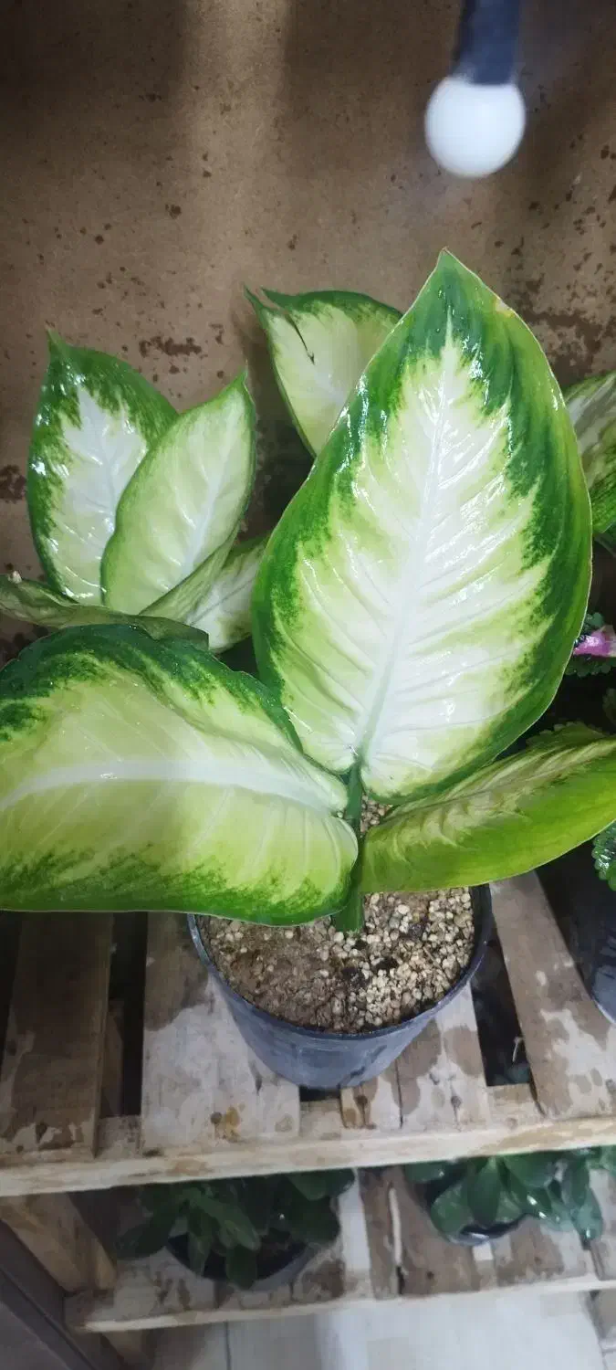 گل زیبا|گل و گیاه طبیعی|شاهرود, |دیوار