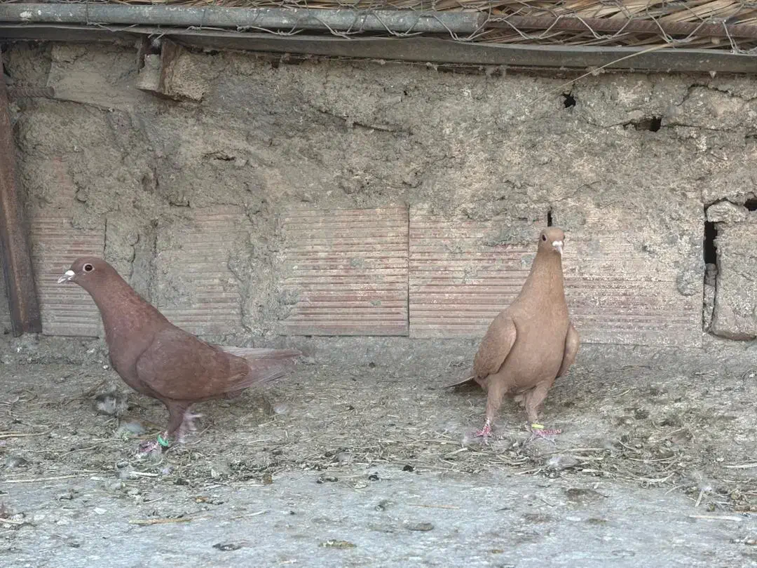 سلام نر ماده سین زرد|پرنده|کرمان, |دیوار