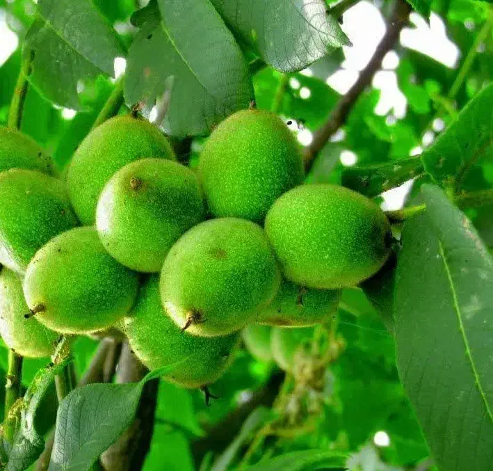 تولید و عرضه نهال گردو بلغاری|خدمات باغبانی و درختکاری|ایلام, |دیوار
