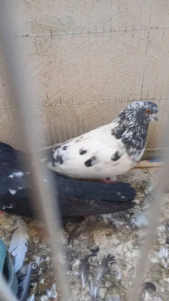 کبوترنوک ریز|پرنده|بندرعباس, |دیوار