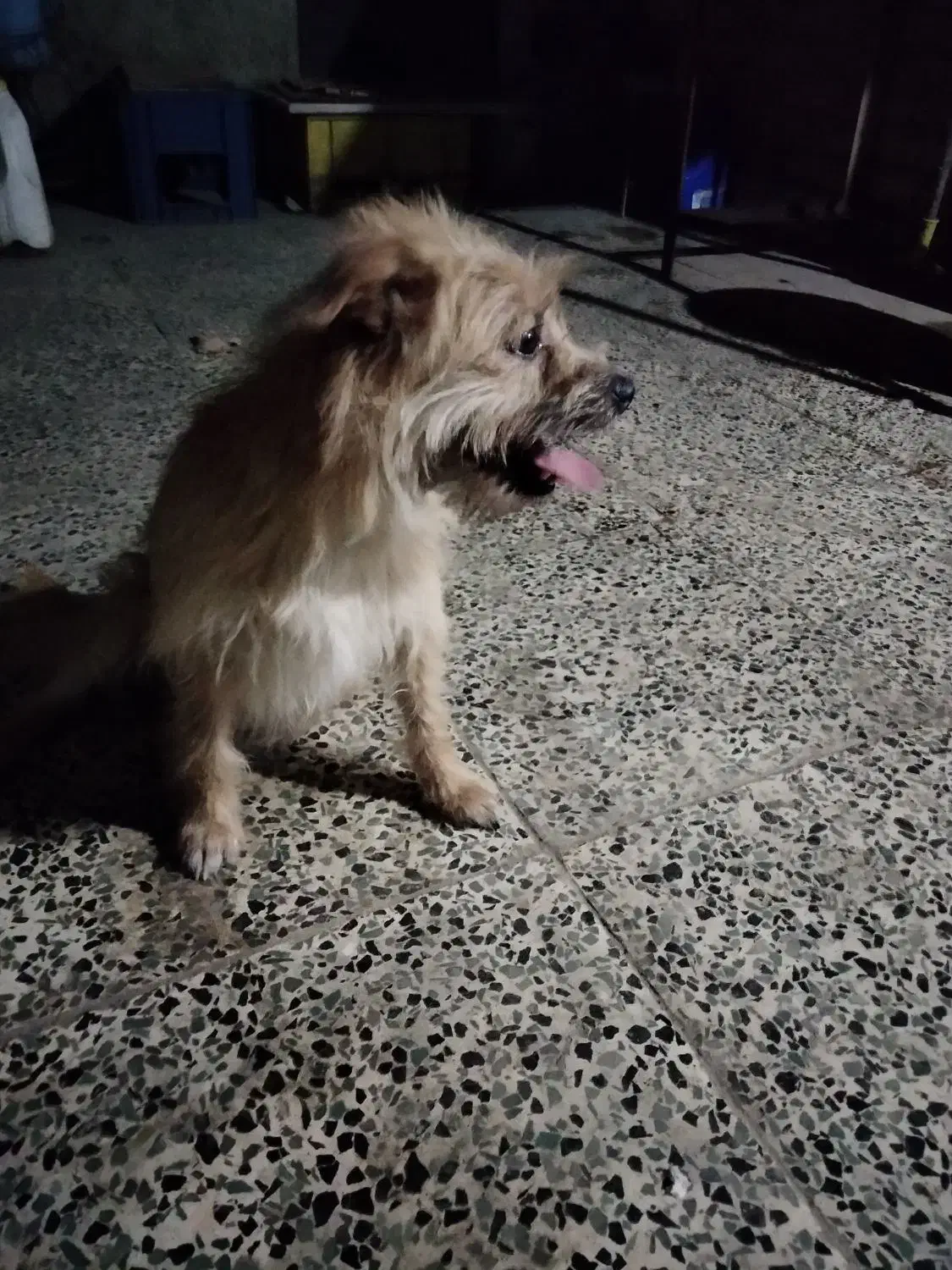 واگذاری سگ پا کوتا  ماده|سگ|آزادشهر, |دیوار