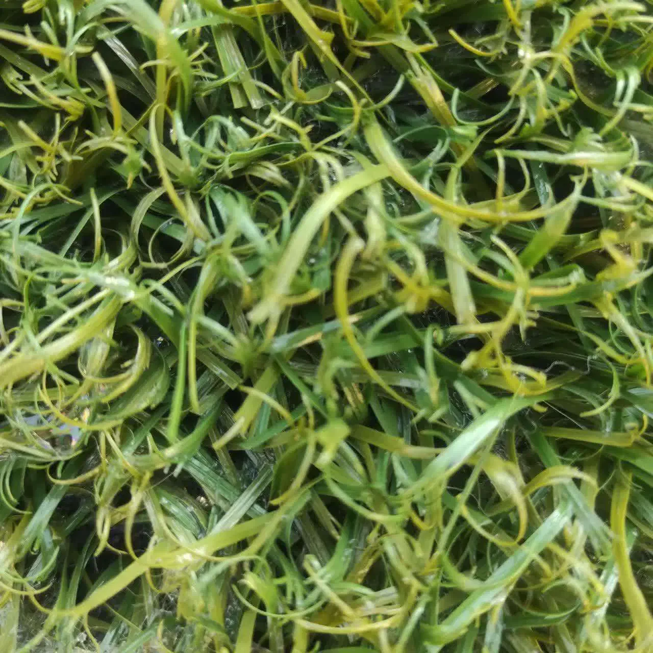 فروش چمن مصنوعی خارجی با کمترین قیمت|مصالح و تجهیزات ساختمان|تهران, ایران|دیوار