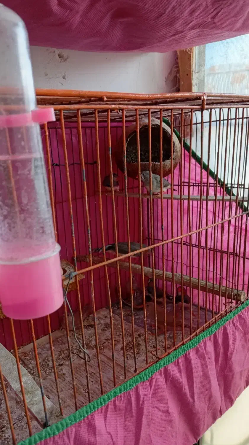 فنچ زبرا|پرنده|خشکبیجار, |دیوار