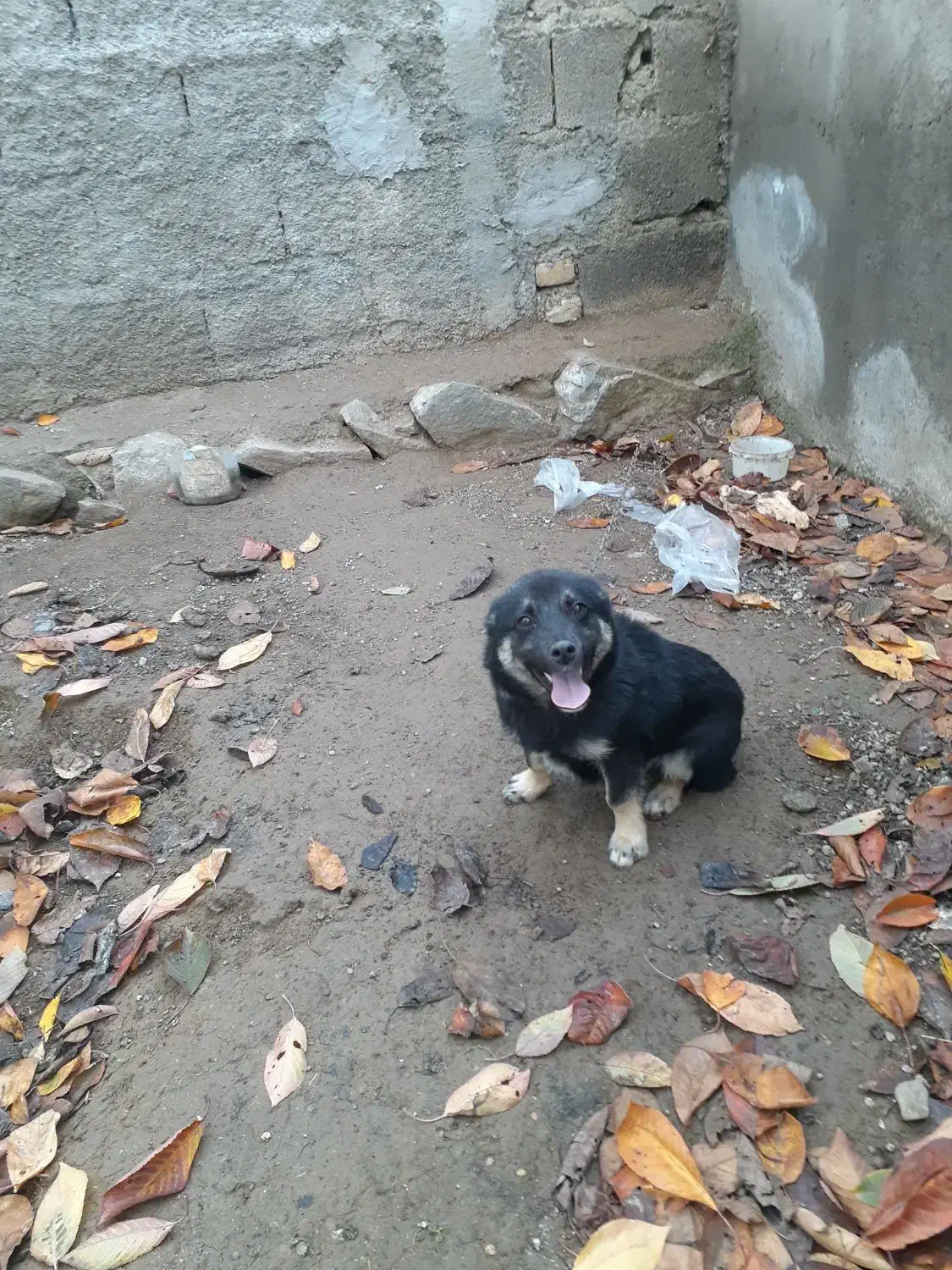 سک گرگی پاکوتاه|سگ|گرمی, |دیوار