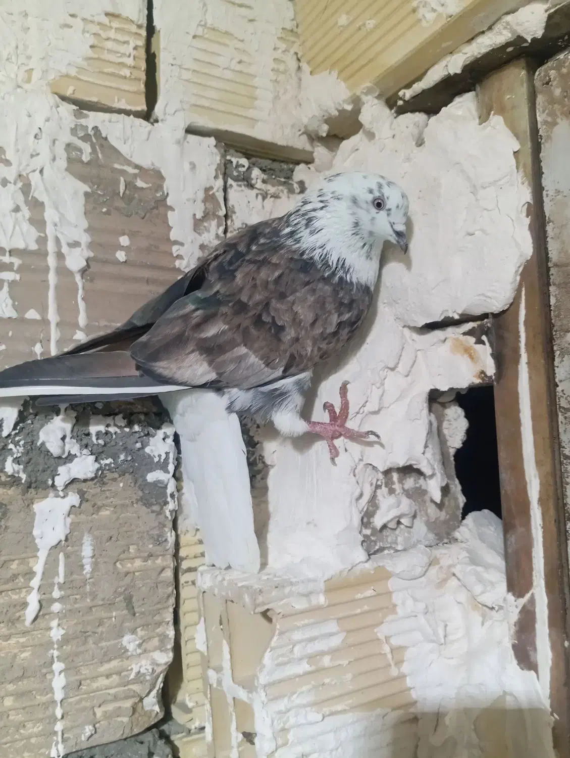 کفتر|پرنده|رباط‌کریم, شترخوار|دیوار