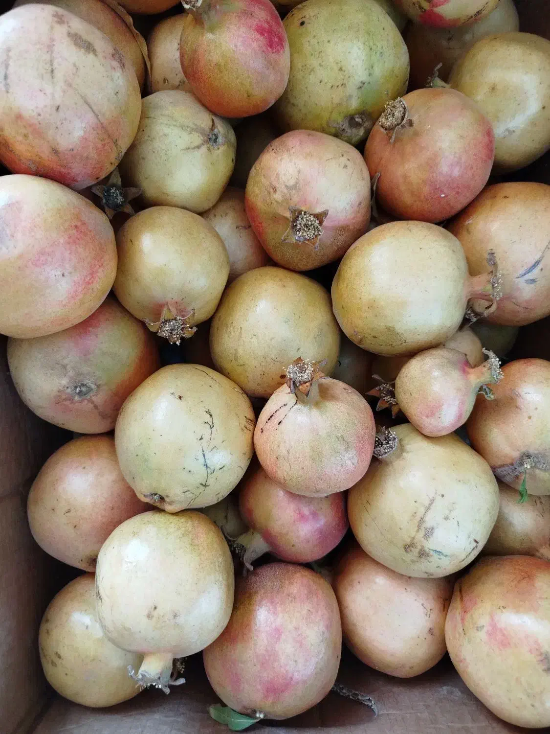 انارتفت|خوردنی و آشامیدنی|تفت, |دیوار