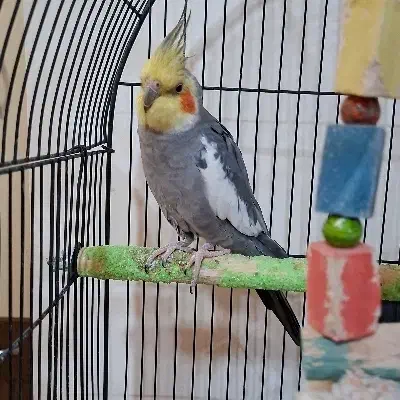 عروس هلندی جفت|پرنده|گنبد کاووس, |دیوار