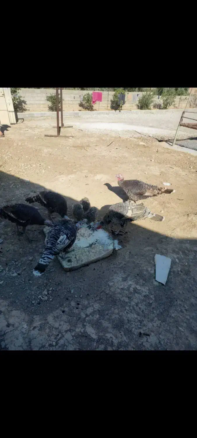 بوقلمون|حیوانات مزرعه|ایذه, |دیوار