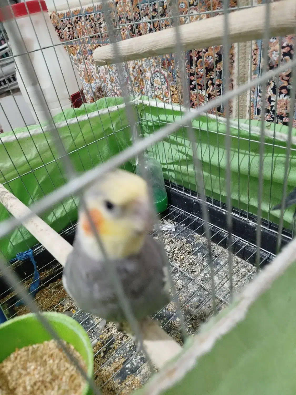 عروس هلندی|پرنده|الوند, |دیوار