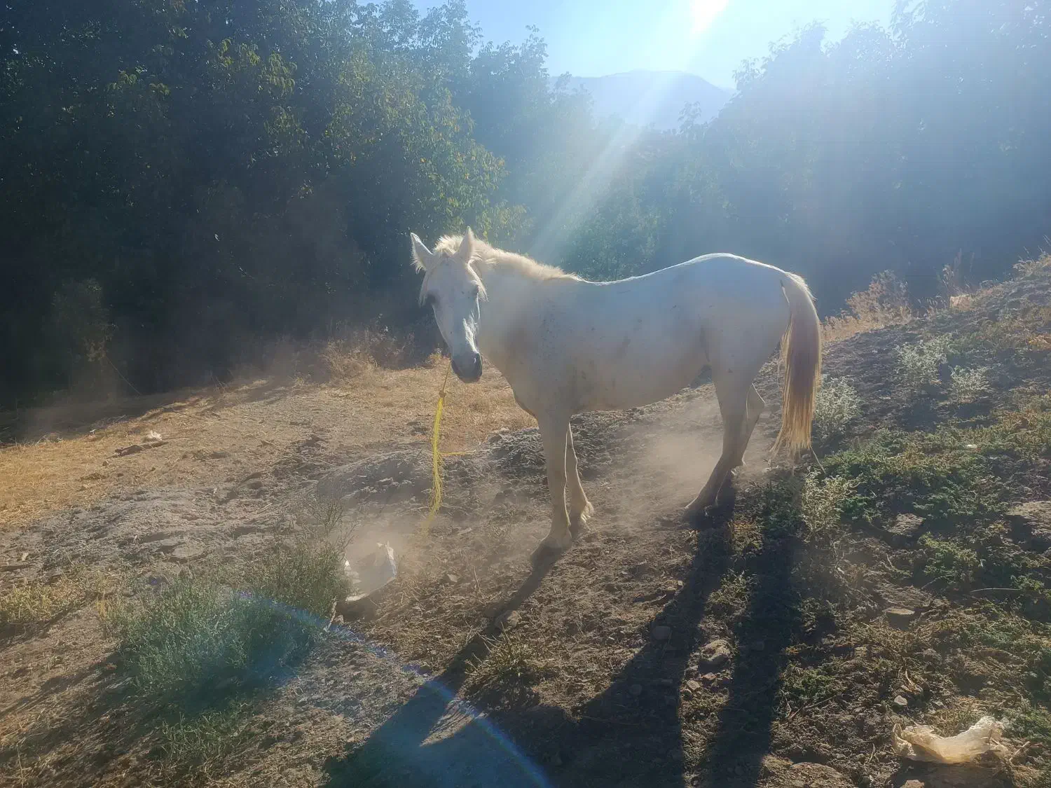 فروش اسب و مادیان|اسب و تجهیزات اسب‌سواری|وزینه, |دیوار