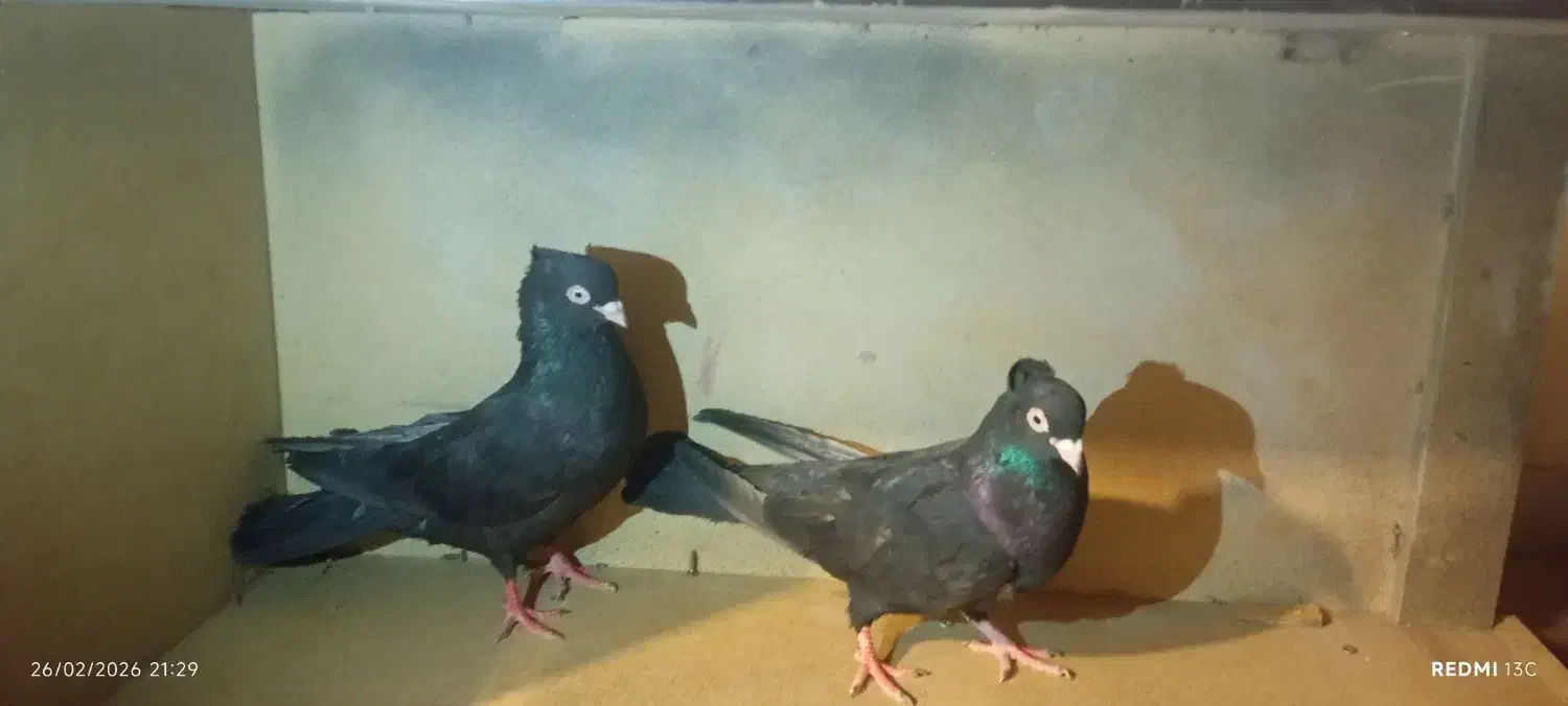 کفتر|پرنده|اهواز, زرگان|دیوار