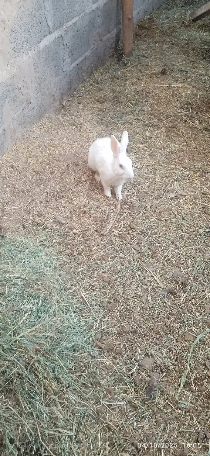 خرگوش چشم گیلاسی|موش و خرگوش|نرماشیر, |دیوار