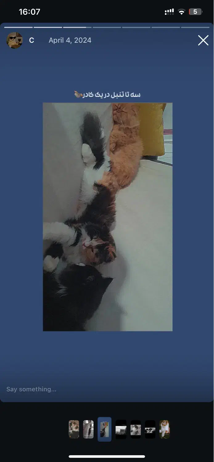 واگذاری گربه|گربه|بیرجند, |دیوار