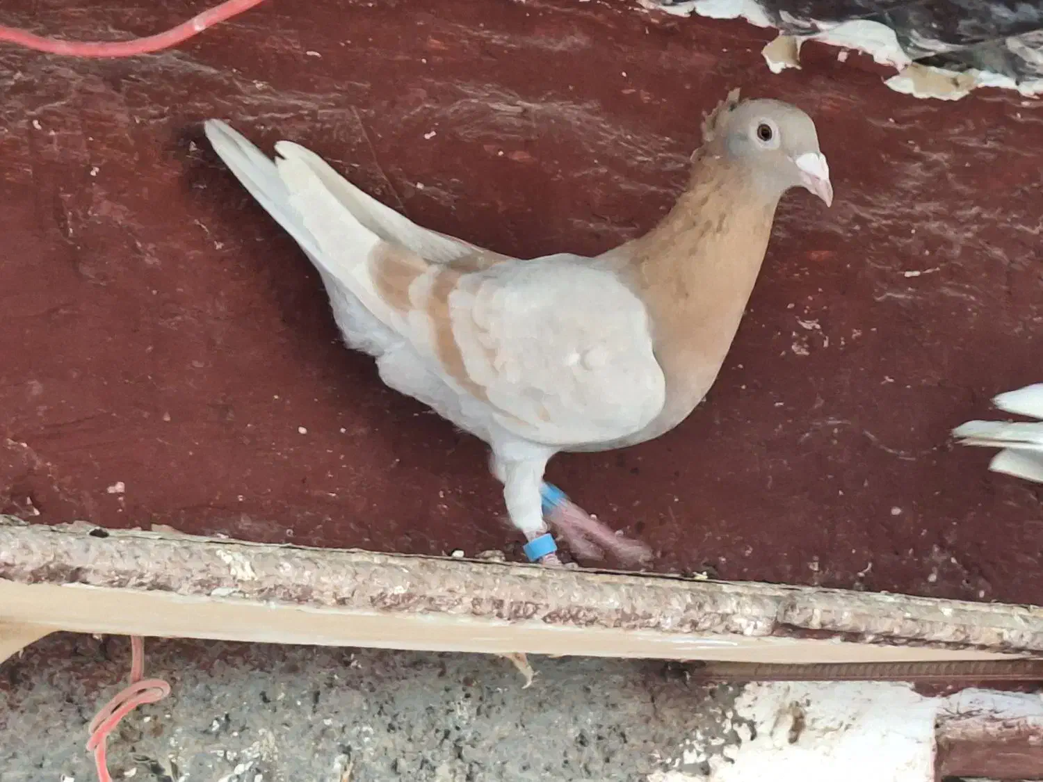 کبوتر|پرنده|برازجان, |دیوار