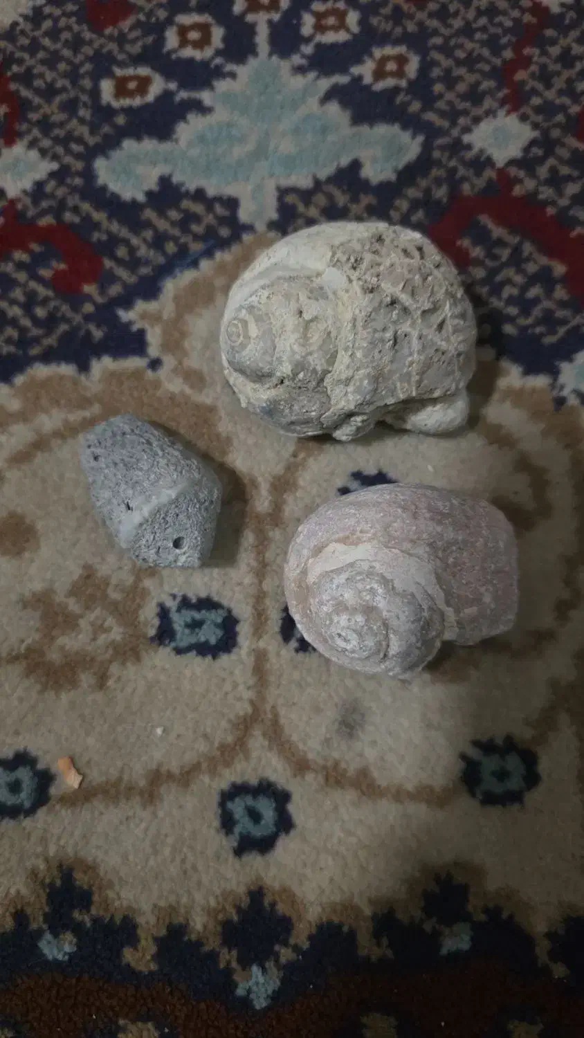 فسیل|کلکسیون اشیاء عتیقه|رستاق, |دیوار