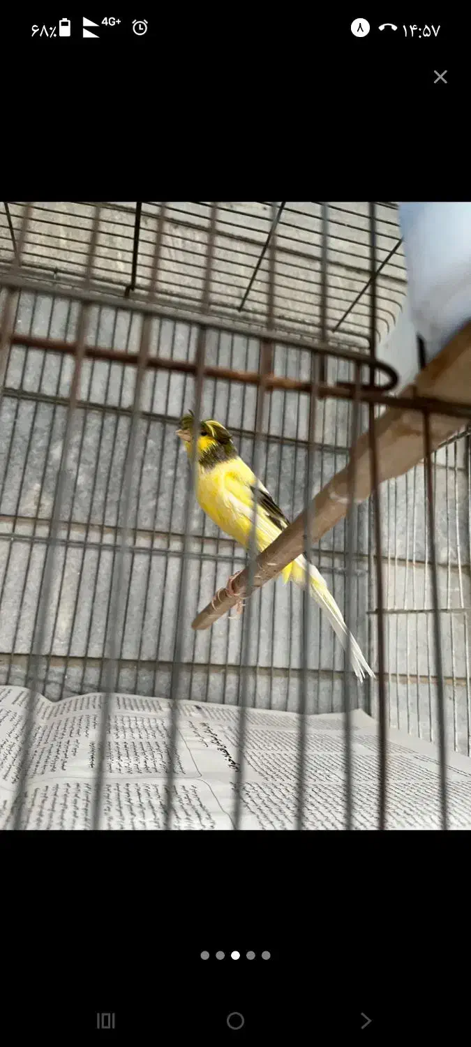 قناری نر رسمی بلند ، 1/5 ساله در حال مست شدن|پرنده|ری, شهید بهشتی|دیوار