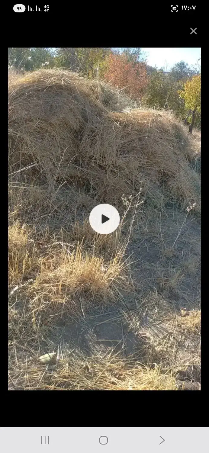 علوفه باغی خشک شده|حیوانات مزرعه|نوبران, |دیوار