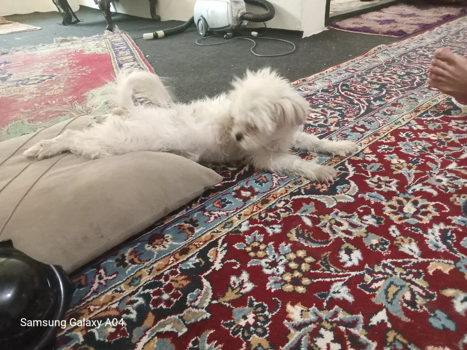 مفقودی سگ کوچک شیتزو تریر در ارومیه|حیوانات|ارومیه, |دیوار