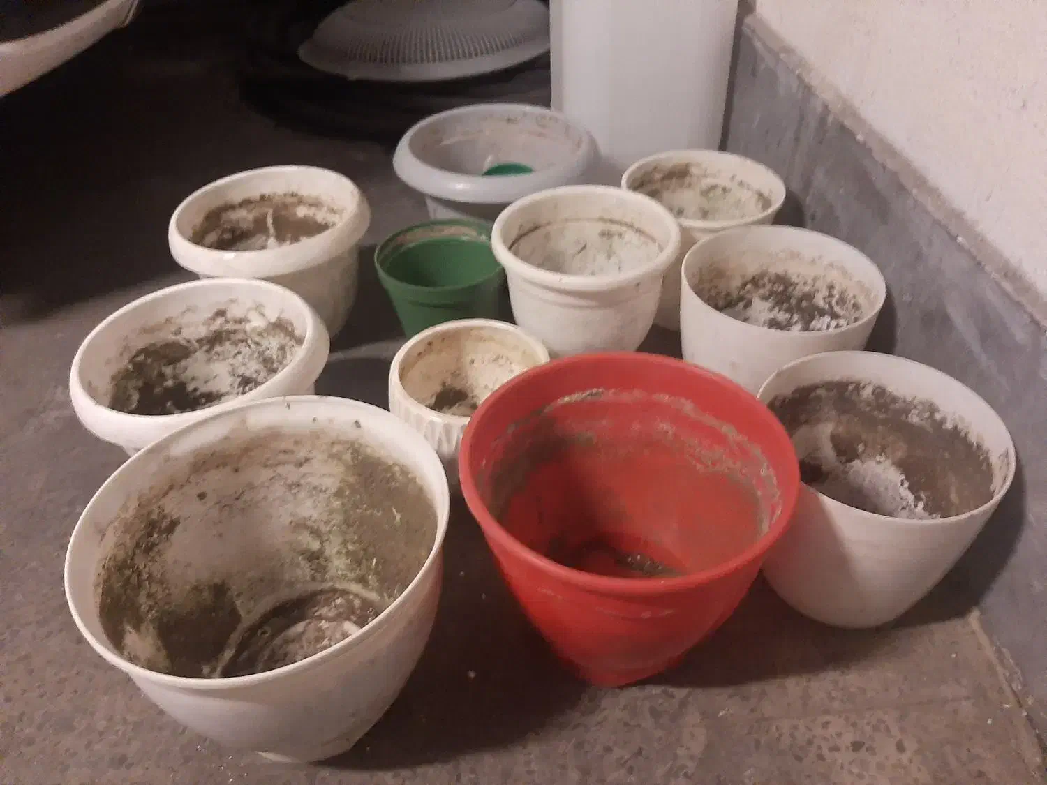 گلدان|گل و گیاه طبیعی|تهران, پونک|دیوار