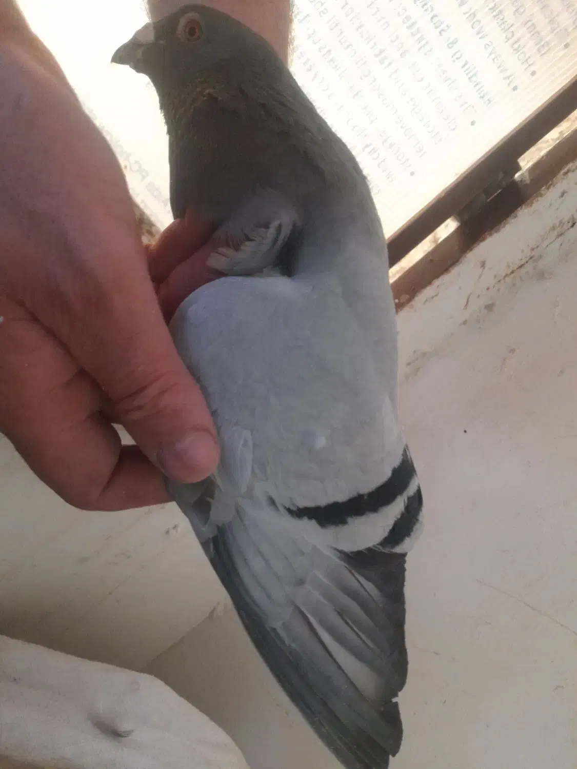 کفتر شهرستانی|پرنده|ری, حمزهآباد|دیوار