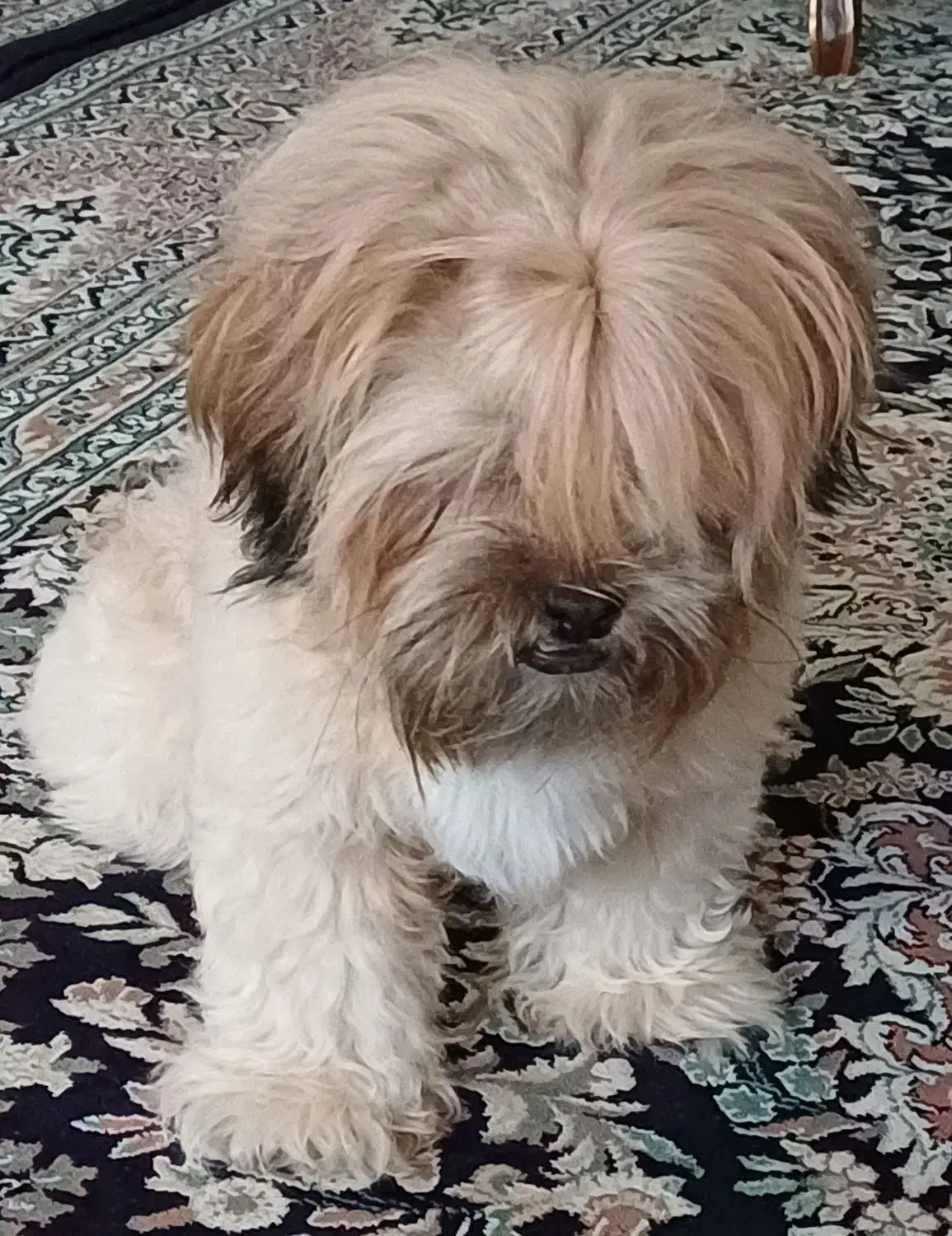 سگ خانگی|سگ|یزد, |دیوار