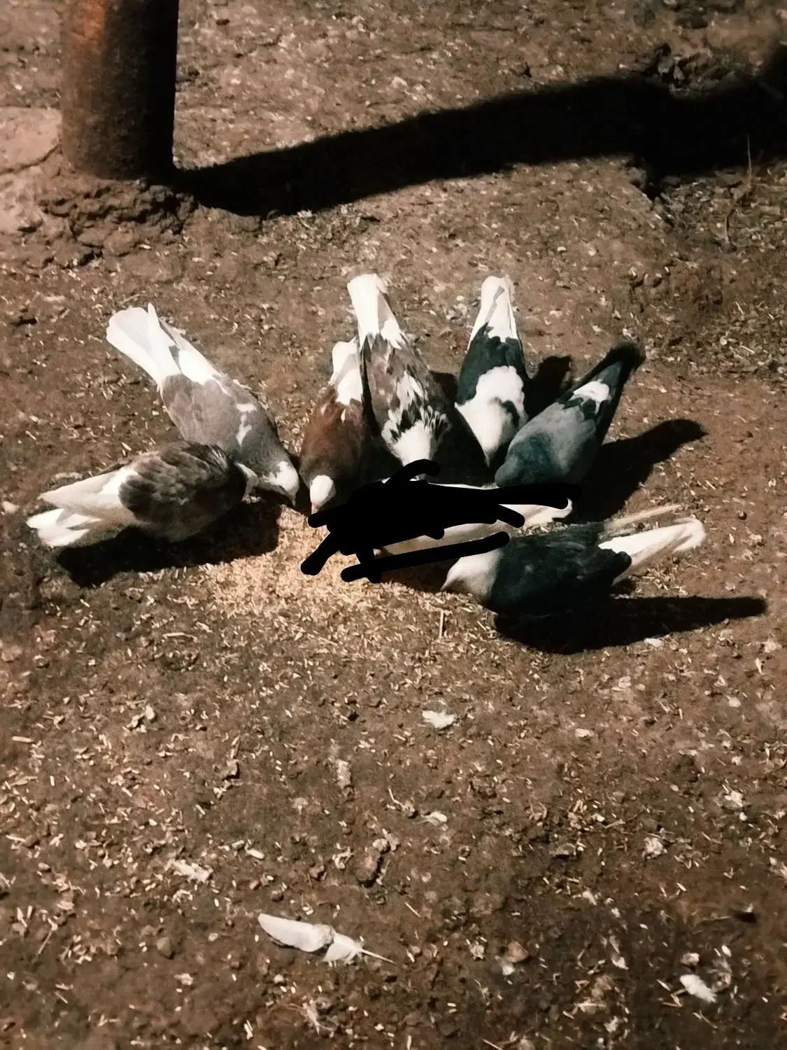 ۸‌تا کبوتر|پرنده|تیکمه داش, |دیوار