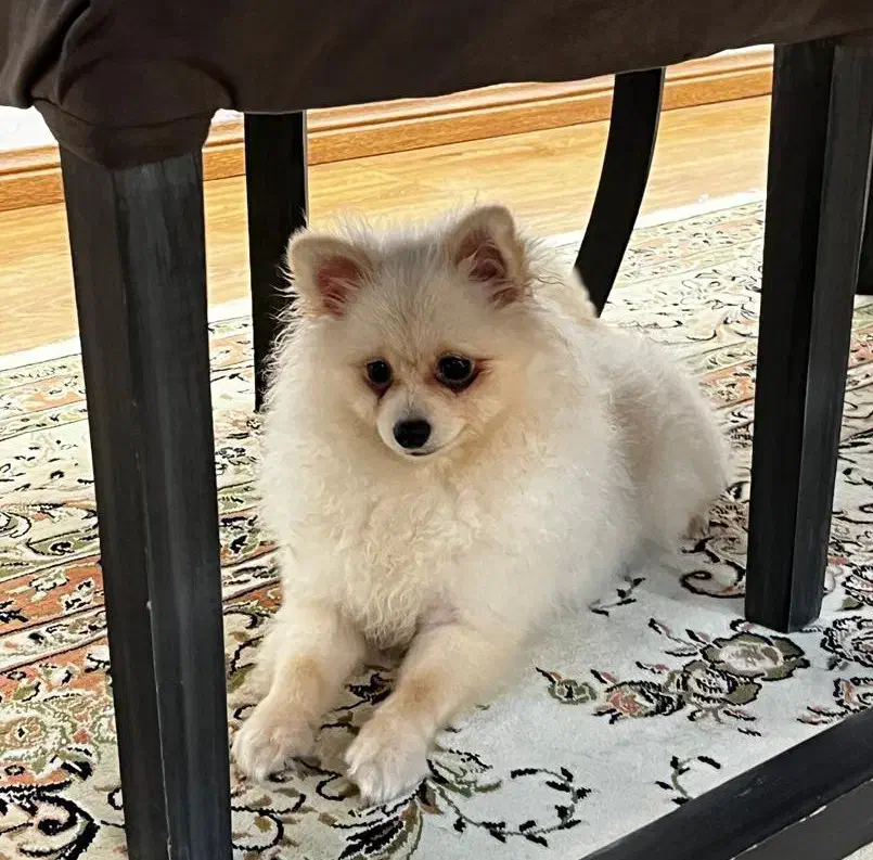 پامرانین|سگ|سلمان‌شهر, |دیوار