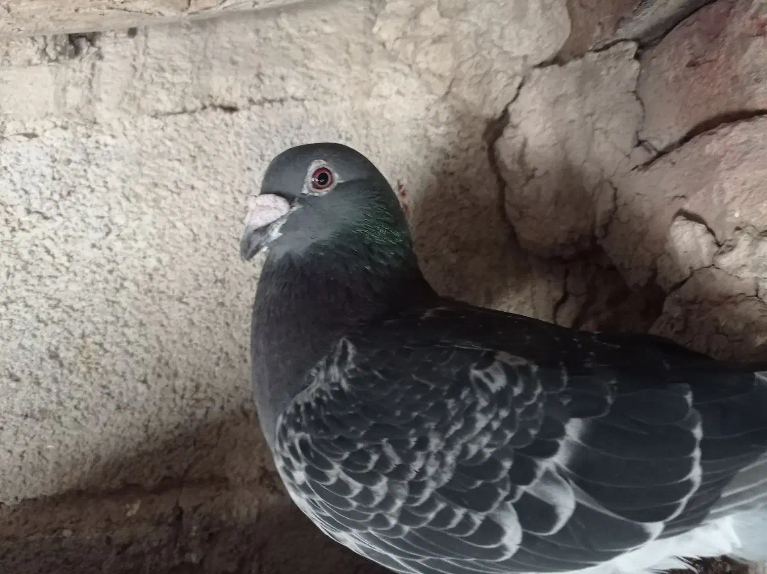 پرنده|پرنده|نمین, |دیوار