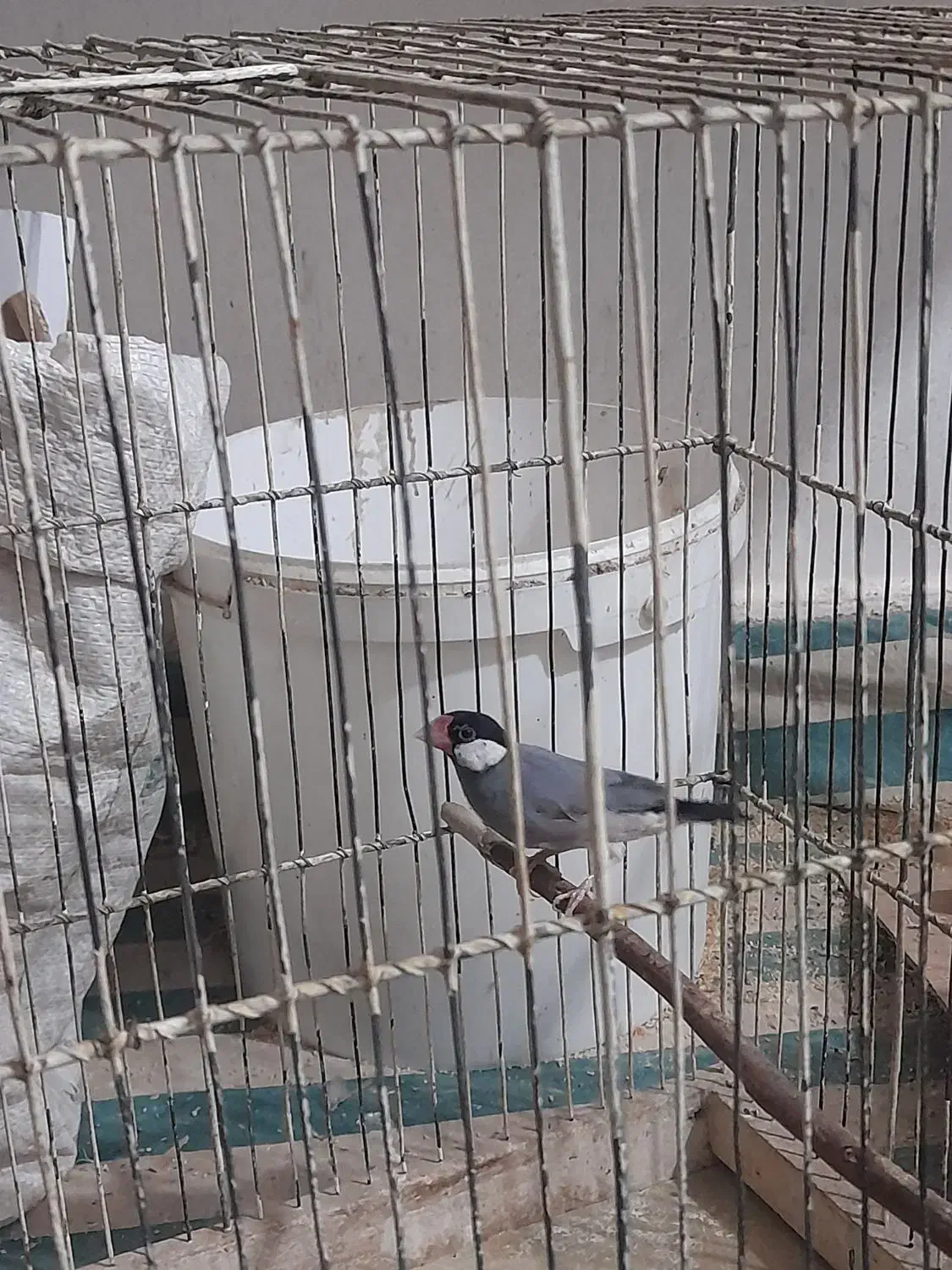 فنج بلبلی|پرنده|خرمشهر, |دیوار