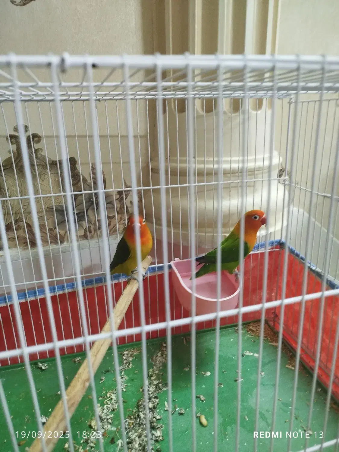 طوطی برزیلی مولد|پرنده|کازرون, |دیوار