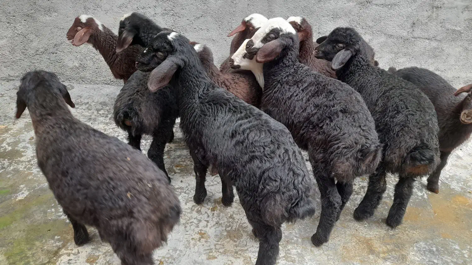 گوسفند شیشک جوان بابره|حیوانات مزرعه|سنندج, |دیوار