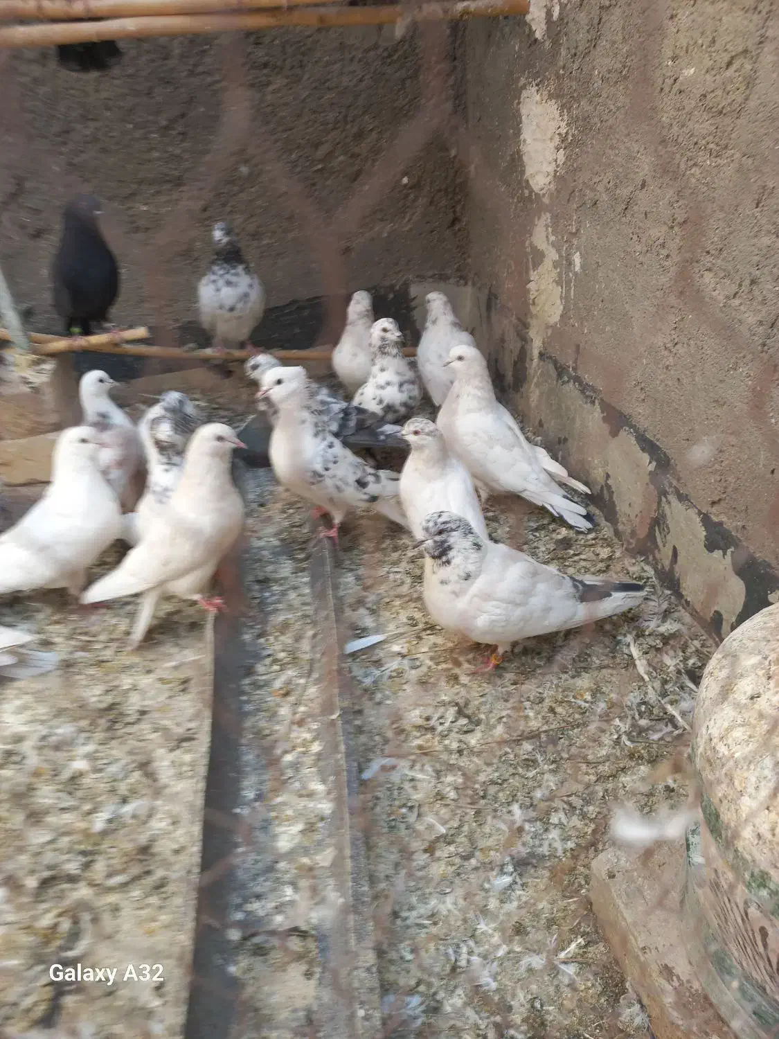 کفتر|پرنده|آران و بیدگل, |دیوار