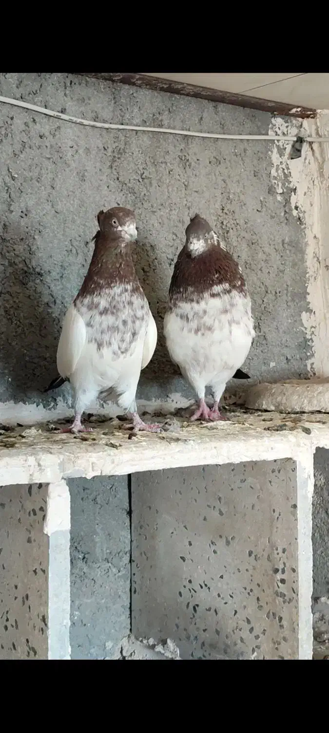 کبوتر کله دار|پرنده|رزن, |دیوار