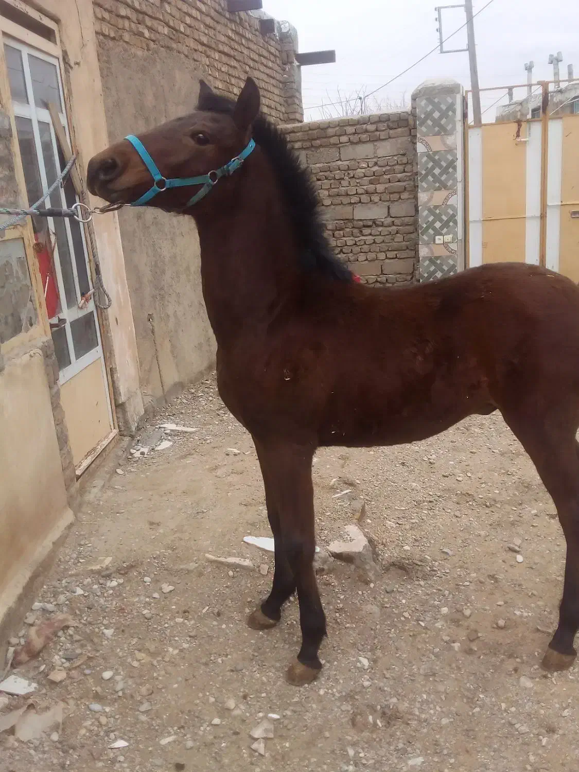 فروش اسب|اسب و تجهیزات اسبسواری|نهاوند, |دیوار