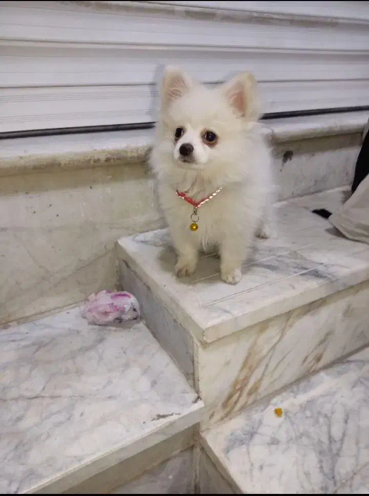 سگ پامرین اصیل|سگ|محمدشهر, محمدشهر|دیوار