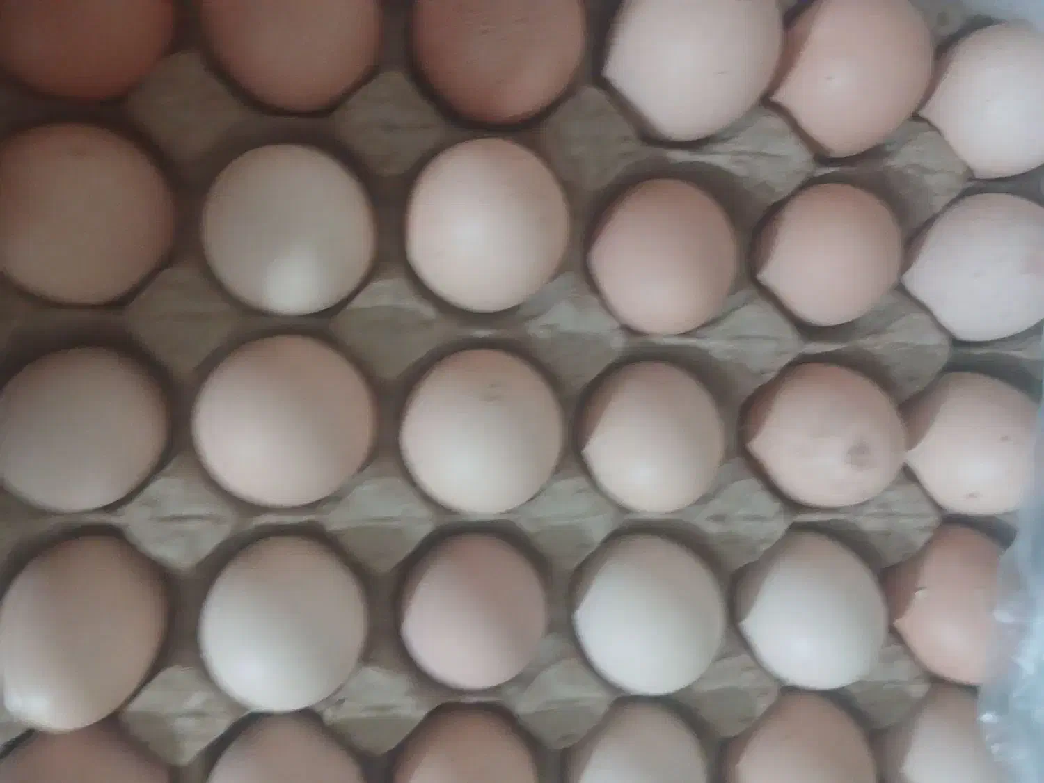 تخم مرغ محلی تازه ودرشت|لوازم جانبی حیوانات|کامیاران, |دیوار