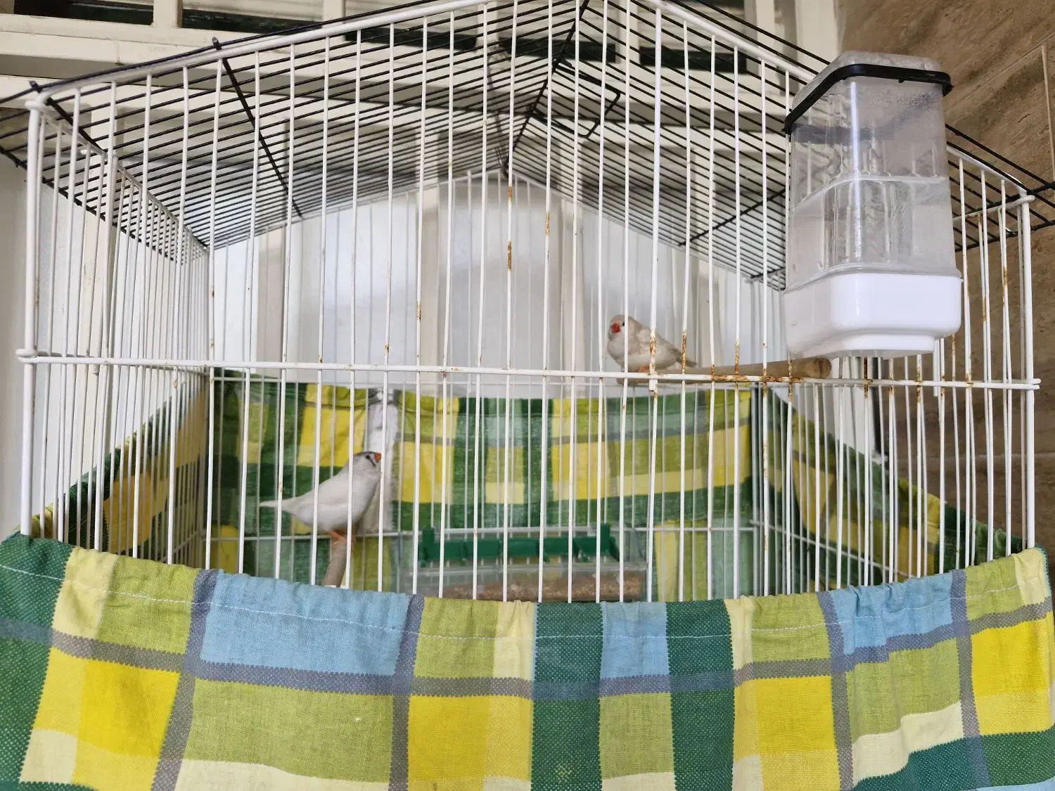 فنچ|پرنده|گرگان, |دیوار