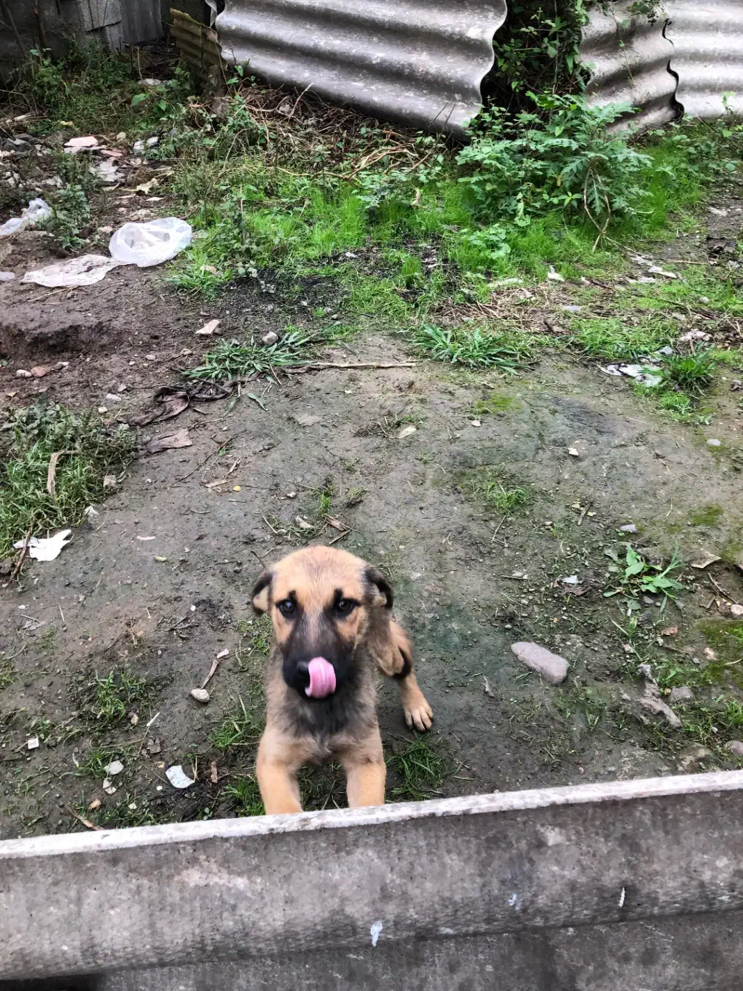 توله سگ نگهبان واگذاری|سگ|رشت, آتشگاه|دیوار