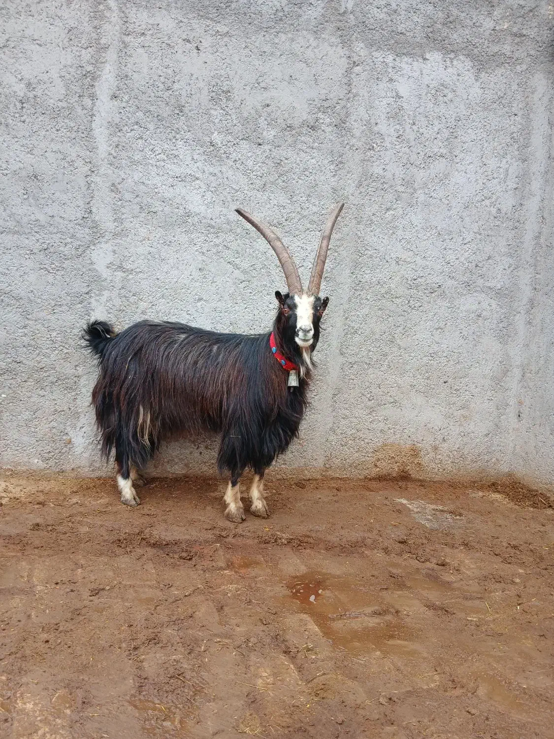 نربز جوان دو راس شیشک جوان|حیوانات مزرعه|ساوه, |دیوار