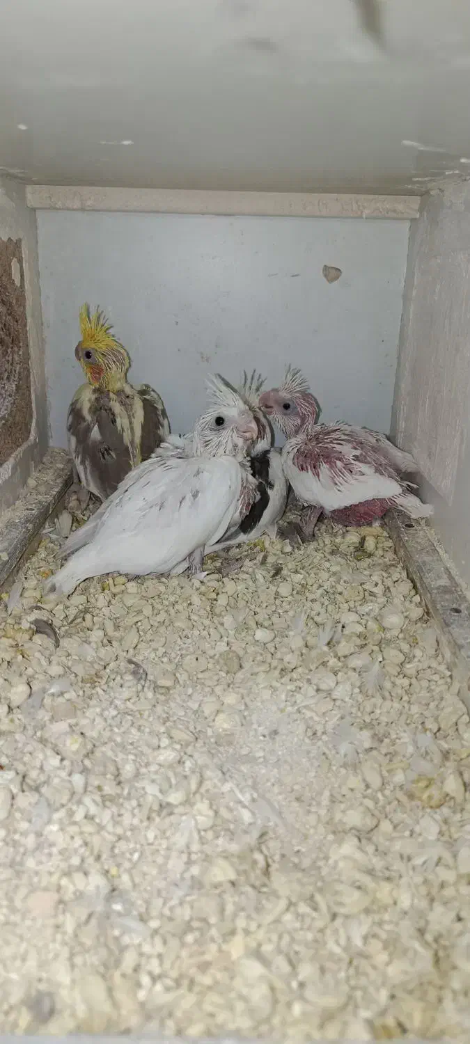 عروس هلندی|پرنده|شیروان (خراسان), |دیوار