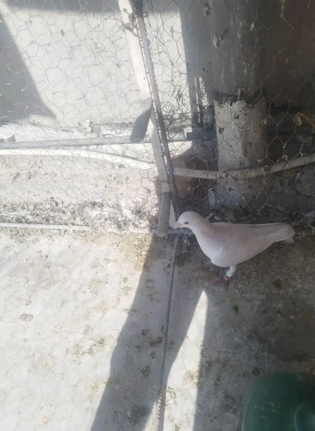 کفتر|پرنده|شیراز, سرو|دیوار