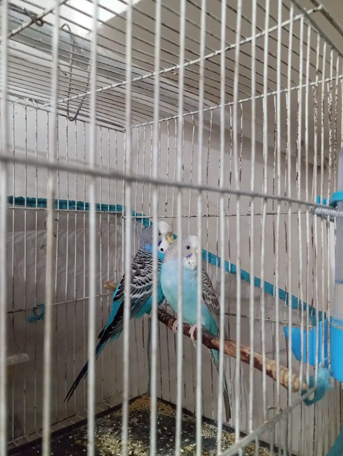 مرغ عشق|پرنده|تاکستان, |دیوار