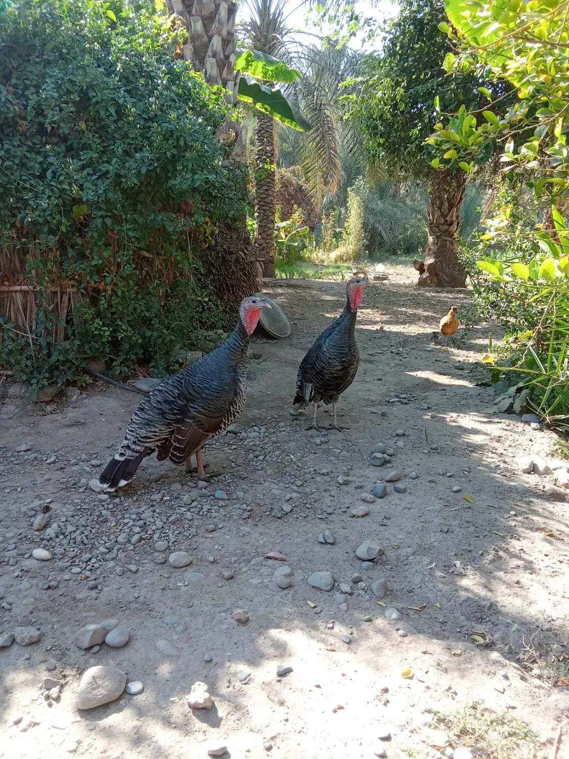 بوقلمون فروشی|پرنده|جیرفت, |دیوار