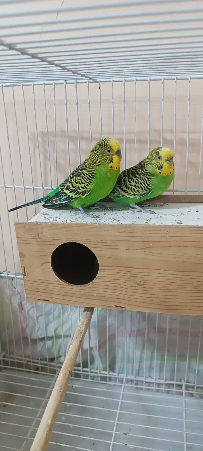 اسباب بازی|اسباب‌بازی بچه|شادگان, |دیوار