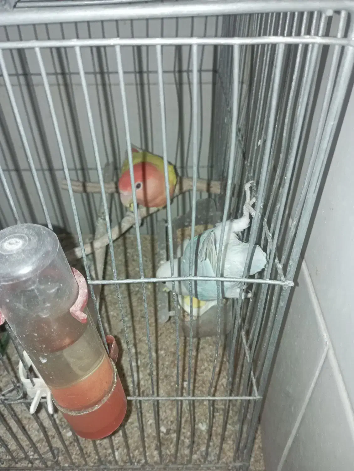 طوطی کوتوله گمشده|پرنده|شاهین‌شهر, عطار|دیوار