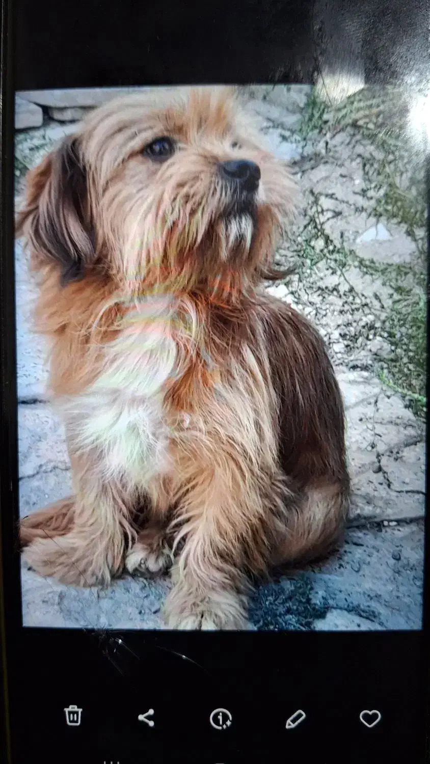 گم شده|حیوانات|خمین, |دیوار